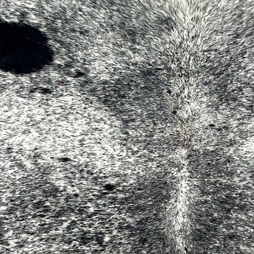 Closeup of this Speckled Brazilian Cowhide, showing white with black speckles and spots  (BRSP3315)