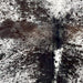 Closeup of this extra-large Tricolor Speckled Brazilian Cowhide, showing white with black and dark brown speckles and spots (BRSP3316)