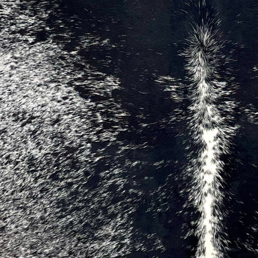 Closeup of this Large Speckled Brazilian Cowhide, showing white with black speckles and spots, and mostly solid black down both sides of the spine (BRSP3319)