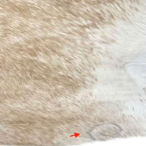 Closeup of this Speckled Brazilian Cowhide, showing one brand mark on the right side of the butt (BRSP3321)