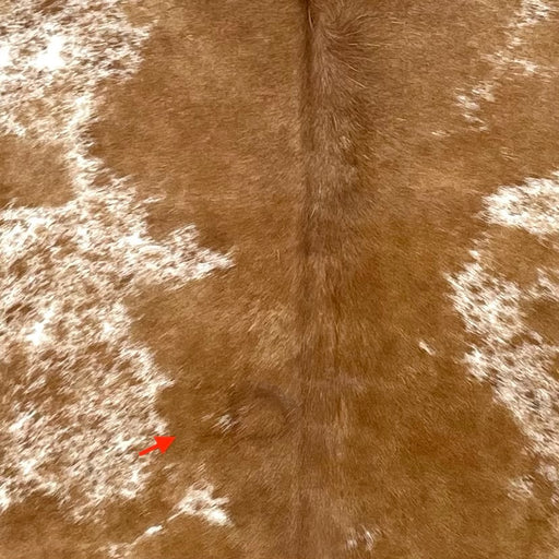 Closeup of this Speckled Brazilian Cowhide, showing white with brown speckles and spots, and mostly solid brown on the shoulder and down the middle, and one brand mark on the left side of the back (BRSP3324)