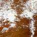 Closeup of this Speckled Brazilian Cowhide, showing white with reddish brown speckles and large and small spots (BRSP3327)