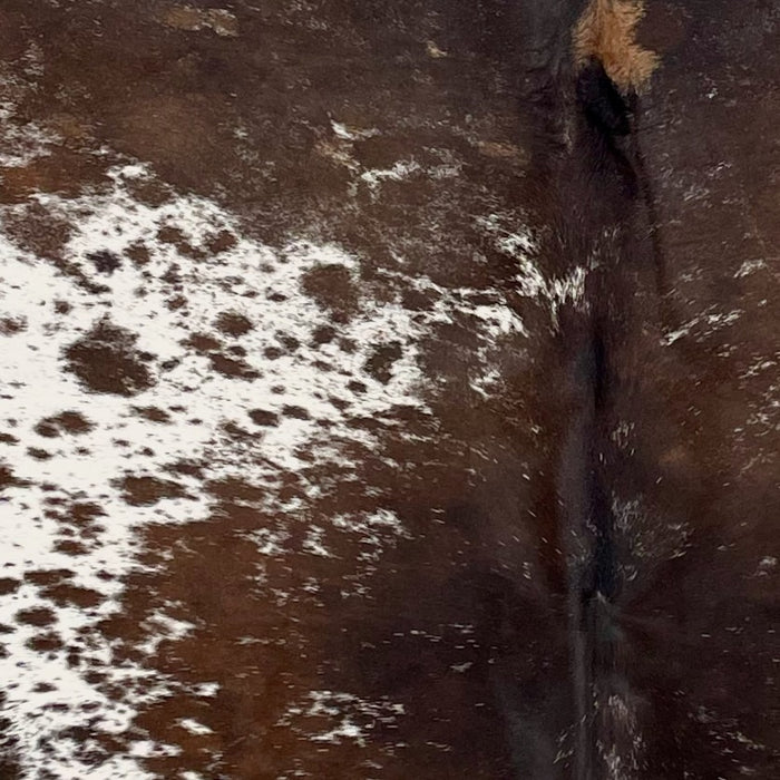 Closeup of this Speckled Brazilian Cowhide, showing white with dark brown speckles and large and small spots, and mostly solid dark brown down the middle  (BRSP3329)