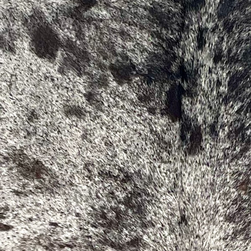 Closeup of this Speckled Brazilian Cowhide, showing white with black speckles and spots (BRSP3336) 