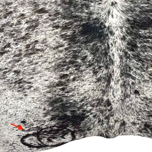 Closeup of this Black and white Speckled Brazilian Cowhide, showing one brand mark on the left side of the butt  (BRSP3336)