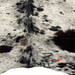 Closeup of this black and off-white Speckled Brazilian Cowhide, showing one brand mark on the right side of the butt  (BRSP3341)
