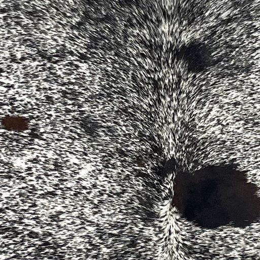 Closeup of this Speckled Brazilian Cowhide, showing white with black speckles and spots (BRSP3342)