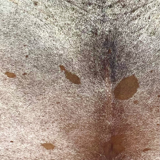 Closeup of this Tricolor Speckled Brazilian Cowhide, showing white with reddish brown and back speckles and spots (BRSP3354)