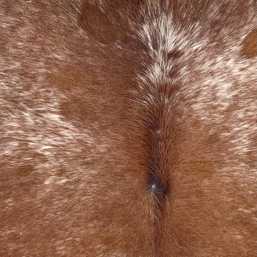 Closeup of this Speckled Brazilian Cowhide, showing reddish brown with white speckles and spots (BRSP3355)
