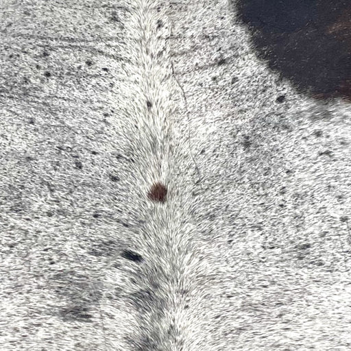 Closeup of this XL Tricolor Speckled Brazilian Cowhide, showing white with black and dark brown speckles and spots (BRSP3356)