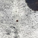Closeup of this XL Tricolor Speckled Brazilian Cowhide, showing white with black and dark brown speckles and spots (BRSP3356)