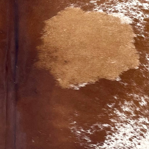 Closeup of this Large Speckled Brazilian Cowhide, showing mostly solid reddish brown down the middle, white with red brown speckles and spots on the side, and a large caramel spot on the right side of the back  (BRSP3357)