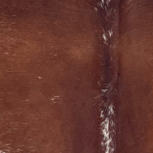 Closeup of this Speckled Brazilian Cowhide, showing dark reddish brown with white speckles down the spine  (BRSP3358)