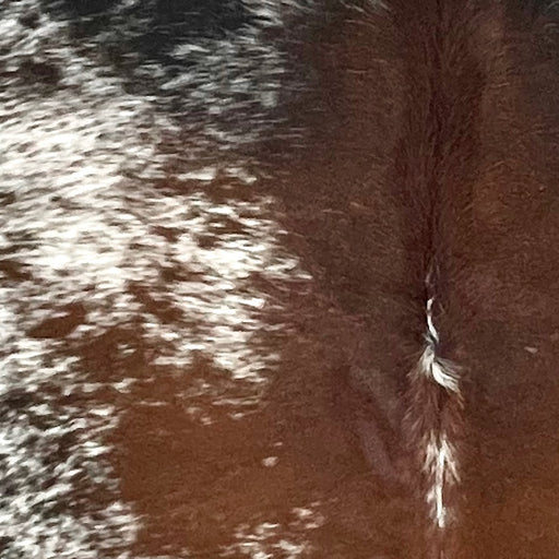 Closeup of this Large Tricolor Speckled Brazilian Cowhide, showing white with reddish brown and black speckles and spots, and longer hair down the spine  (BRSP3361)