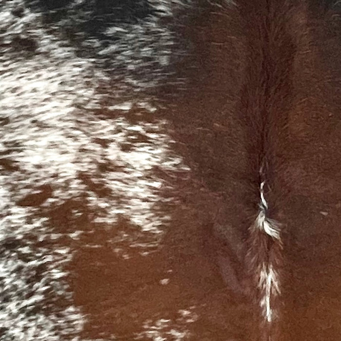 Closeup of this Large Tricolor Speckled Brazilian Cowhide, showing white with reddish brown and black speckles and spots, and longer hair down the spine  (BRSP3361)