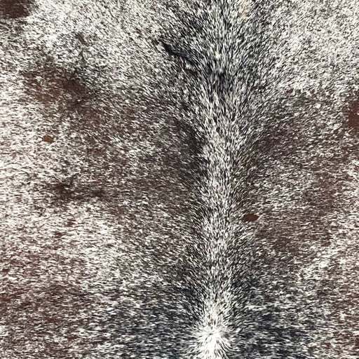 Closeup of this Large Tricolor Speckled Brazilian Cowhide, showing white with brown and black speckles and spots  (BRSP3368)