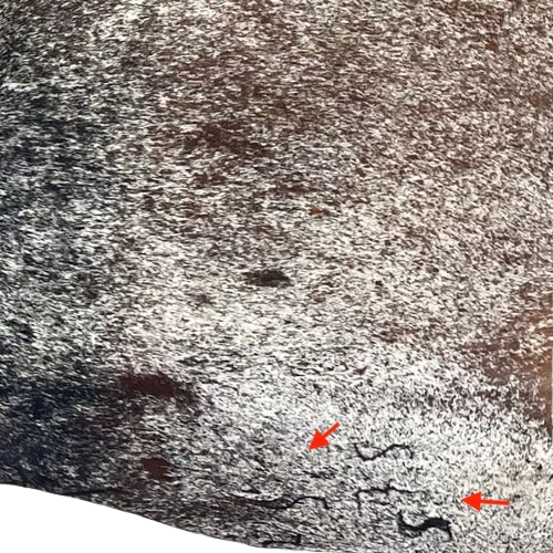 Closeup of this Large Tricolor Speckled Brazilian Cowhide, showing two brand marks on the right side of the butt  (BRSP3368)