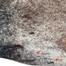 Closeup of this Large Tricolor Speckled Brazilian Cowhide, showing two brand marks on the right side of the butt  (BRSP3368)