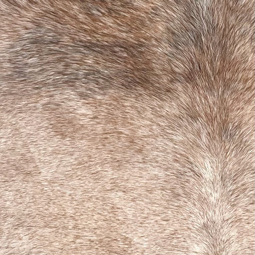 Closeup of this Large Tricolor Speckled Brazilian Cowhide, showing white with reddish brown speckles covering most of the hide, and reddish brown and black speckles on the shoulder (BRSP3370)