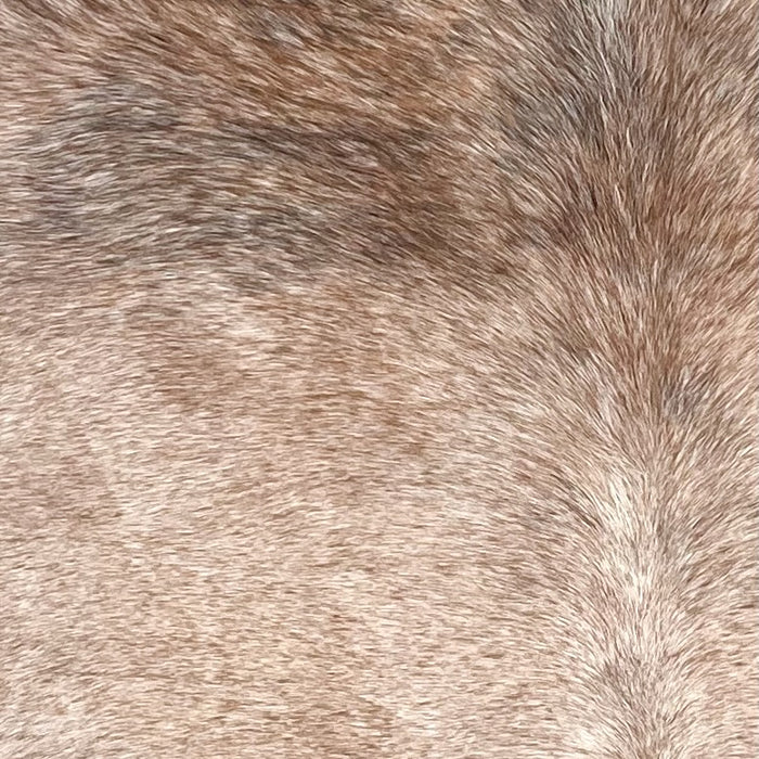 Closeup of this Large Tricolor Speckled Brazilian Cowhide, showing white with reddish brown speckles covering most of the hide, and reddish brown and black speckles on the shoulder (BRSP3370)