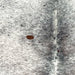 Closeup of this XL Tricolor Speckled Brazilian Cowhide, showing white with black and brown speckles and spots  (BRSP3371)