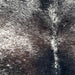Closeup of this XL Tricolor Speckled Brazilian Cowhide, showing white with black and dark brown speckles and spots  (BRSP3373)