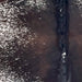 Closeup of this Large Speckled Brazilian Cowhide, showing mostly solid dark brown and blackish brown down the middle, with a few white speckles down the spine, and white with dark brown speckles and spots on the sides and belly (BRSP3376)