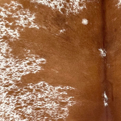 Closeup of this Large Speckled Brazilian Cowhide, showing mostly solid brown down the middle, and white with brown speckles and spots on the sides and belly (BRSP3380)