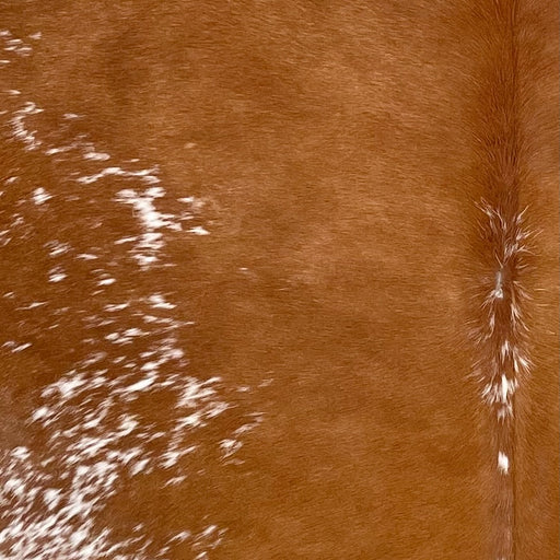 Closeup of this Large Speckled Brazilian Cowhide, showing solid reddish brown down the middle, with a few white speckles on the spine, and white with reddish brown speckles and spots on the sides (BRSP3384)