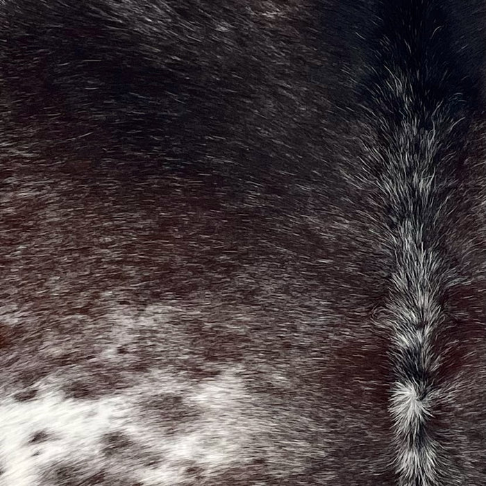 Closeup of this Dark Tricolor Speckled Brazilian Cowhide, showing a mix of dark brown and black with white speckles and spots (BRSP3387)