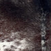 Closeup of this Dark Tricolor Speckled Brazilian Cowhide, showing a mix of dark brown and black with white speckles and spots (BRSP3387)