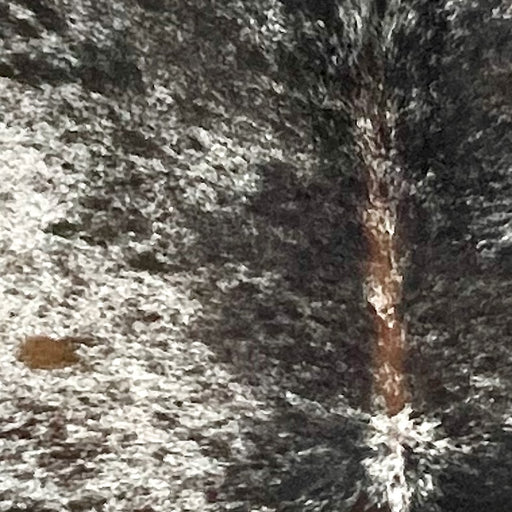 Closeup of this Speckled Brazilian Cowhide, showing white with black speckles and spots, a few dark brown spots, and brown down part of the spine  (BRSP3388)