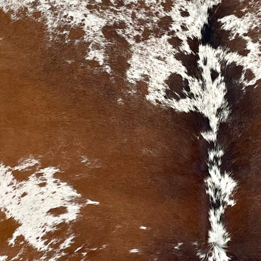 Closeup of this Large Speckled Brazilian Cowhide, showing white with brown speckles, and large and small, brown spots (BRSP3390)