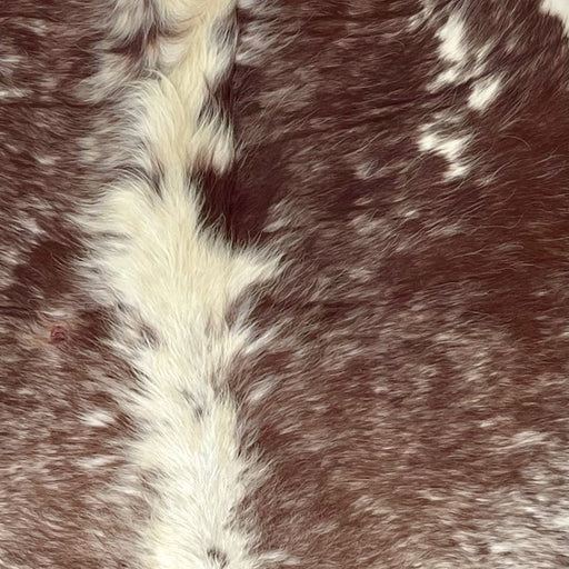 Closeup of this Speckled Brazilian Cowhide, showing off-white with brown speckles and spots (BRSP3392)
