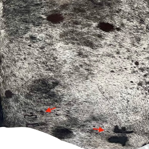 Closeup of this Large Black & Off-White Speckled Brazilian Cowhide, showing two brand marks on the right side of the butt (BRSP3394)