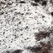 Closeup of this Tricolor Speckled Brazilian Cowhide, showing white with black, dark brown, and blackish brown speckles and spots (BRSP3395)