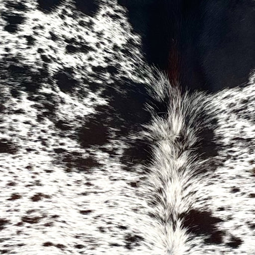 Closeup of this Tricolor Speckled Brazilian Cowhide, showing white with black, dark brown, and blackish brown speckles and spots (BRSP3395)