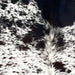 Closeup of this Tricolor Speckled Brazilian Cowhide, showing white with black, dark brown, and blackish brown speckles and spots (BRSP3395)