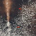 Closeup of this Large Speckled Tricolor Brazilian Cowhide, showing two brand marks on the right side of the back  (BRSP3397)