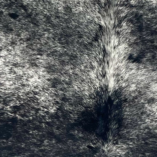 Closeup of this Large Speckled Brazilian Cowhide, showing white with black speckles and spots (BRSP3401)