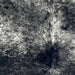 Closeup of this Large Speckled Brazilian Cowhide, showing white with black speckles and spots (BRSP3401)