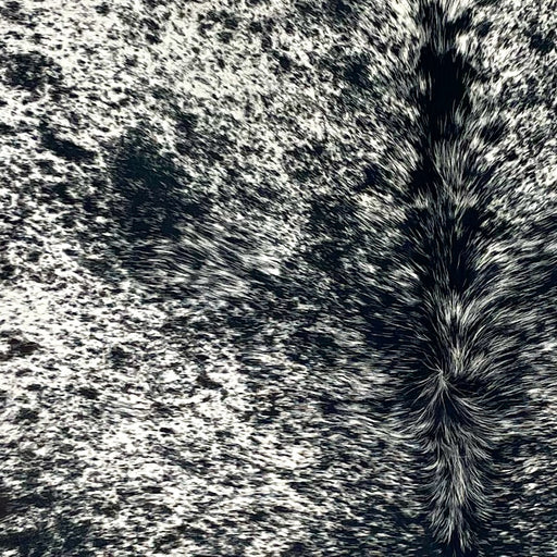 Closeup of this Speckled Brazilian Cowhide, showing white with black speckles and spots (BRSP3404)