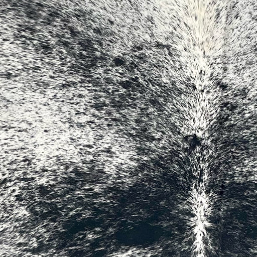 Closeup of this Large Speckled Brazilian Cowhide, showing white with black speckles and spots (BRSP3405)