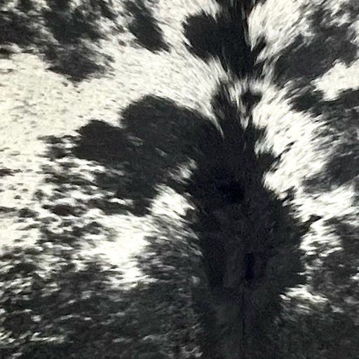 Closeup of this Speckled Brazilian Cowhide, showing white with black spots and speckles (BRSP3407)