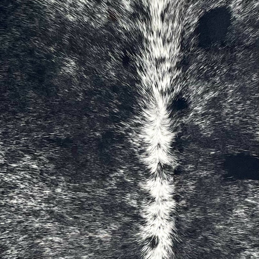 Closeup of this Speckled Brazilian Cowhide, showing black with white speckles, and mostly white down the spine (BRSP3418)