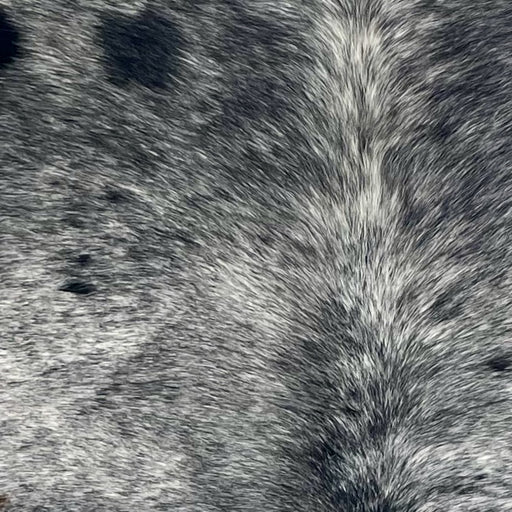Closeup of this Large Speckled Brazilian Cowhide, showing black with white speckles (BRSP3421)