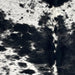 Closeup of this Speckled Brazilian Cowhide, showing white with black speckles and large and small, black spots  (BRSP3427)