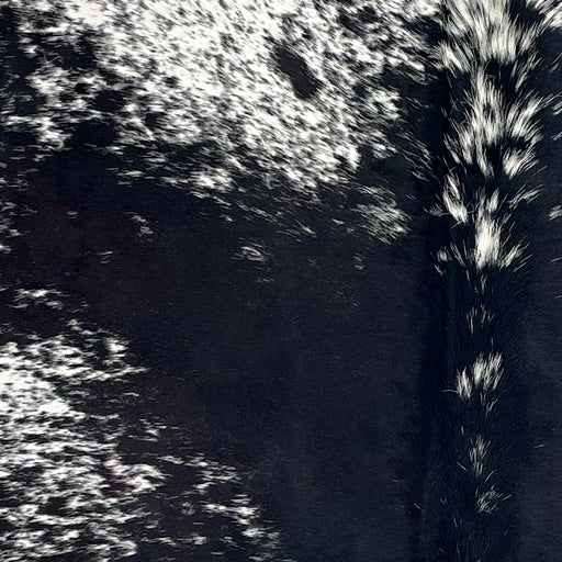 Closeup of this Large Speckled Brazilian Cowhide, showing white with black speckles and spots, and mostly solid black down the middle (BRSP3429)