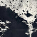 Closeup of this Large Speckled Brazilian Cowhide: white with black speckles, large and small, black spots (BRSP3431) 