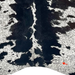 Closeup of this Black and White Speckled Brazilian Cowhide, showing one brand mark on the right side of the butt (BRSP3433)